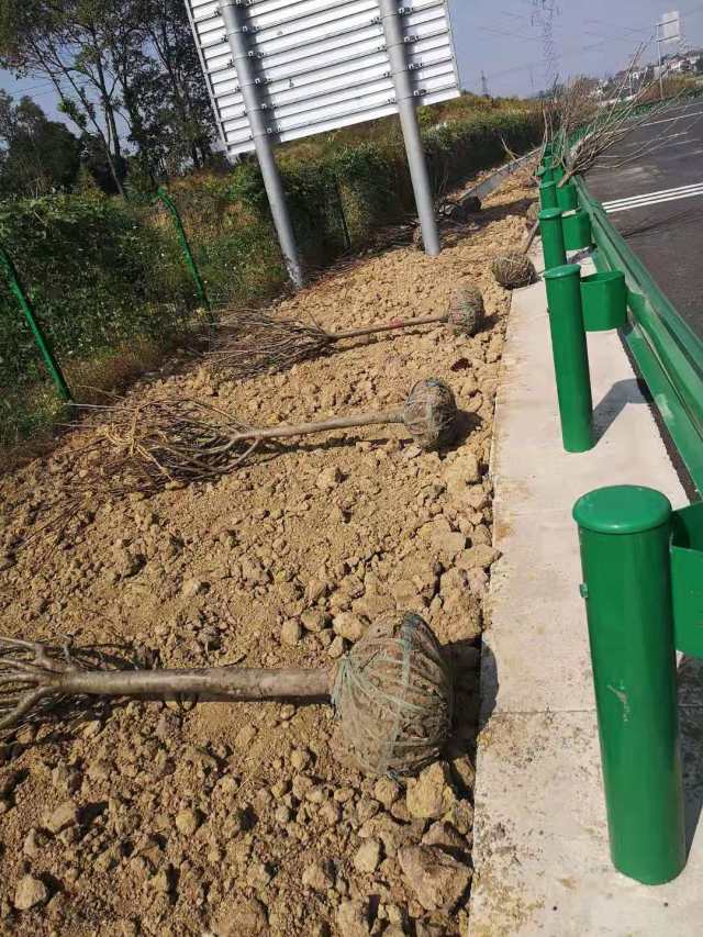 区委加强部署 启动实施城市大绿化建设