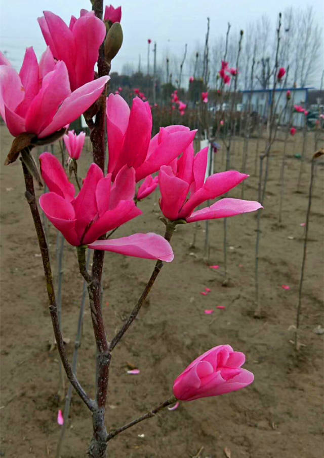 闻香园林娇红1号红花玉兰种植基地