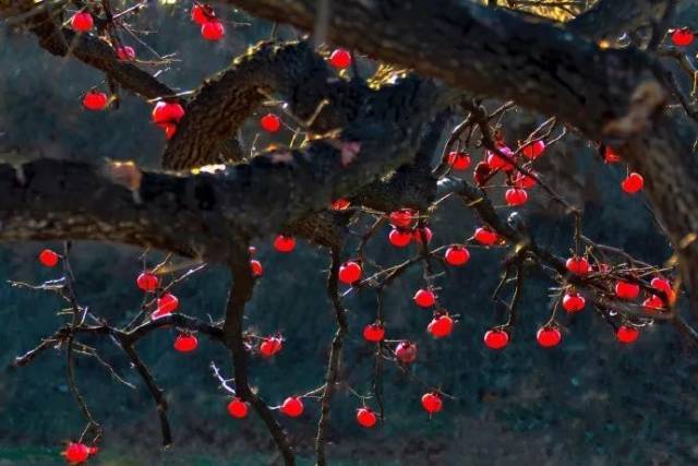 技巧|| 看摄影师如何拍秋天的柿子树