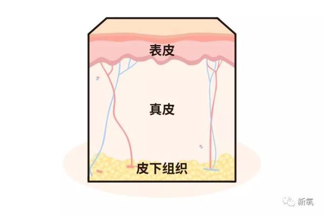 就问你这个噱头弄得大不大!中胚层谁听得懂啊,但真皮层谁又不知道啊!