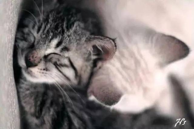 胡歌：我开始学拍照就是为了泡妞