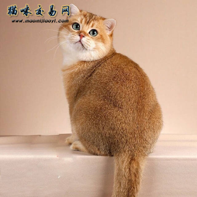 金点渐层猫