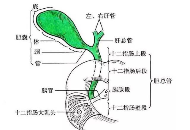 hepatobiliary pancreat dis int丨壶腹周围腺癌行胰十二指肠切除术后