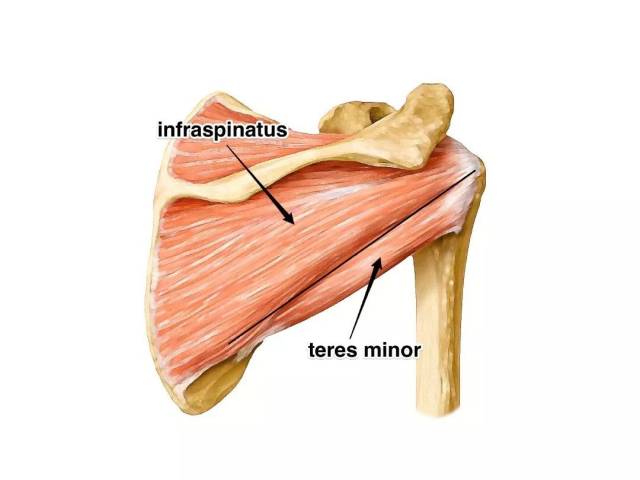 起止点:起于肩胛骨冈上窝,肌腱在喙肩韧带及肩峰下滑液囊下,肩关节囊