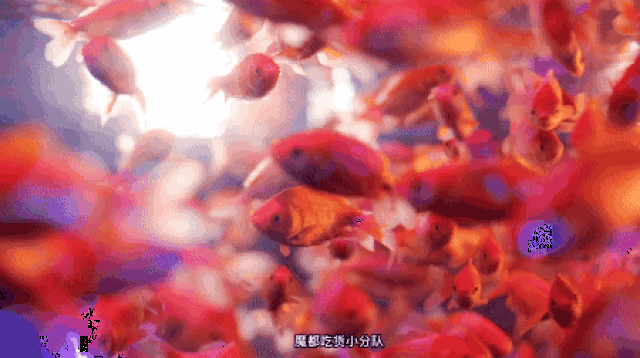 轰动日本的金鱼展来了,中国首展