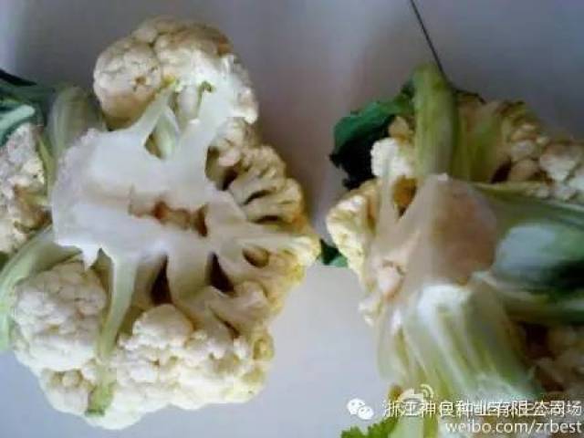 2 叶尖干枯,叶梗开裂,花球褐色腐败  【症状】冬季种植花菜,由于低温