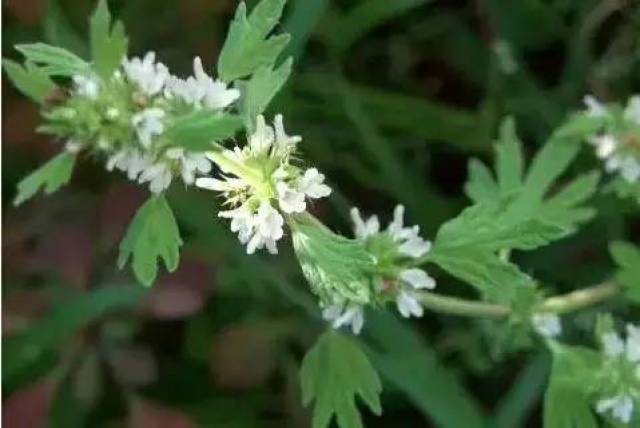 别称:翻白草,白头翁,蛤蟆草,天青地白,毛鸡腿子,野鸡膀子,根头菜