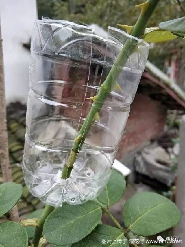 高压繁殖月季(绿星)全过程