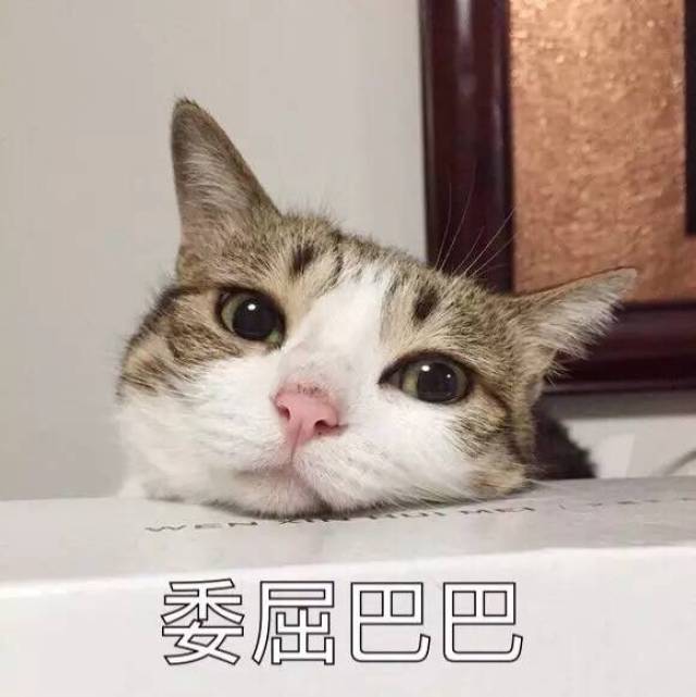 猫星人委屈巴巴的表情包