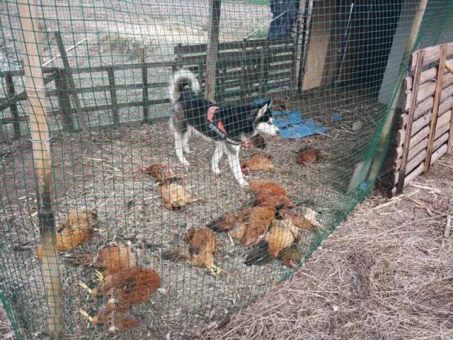 一条哈士奇闯进鸡舍,犯下了命案!