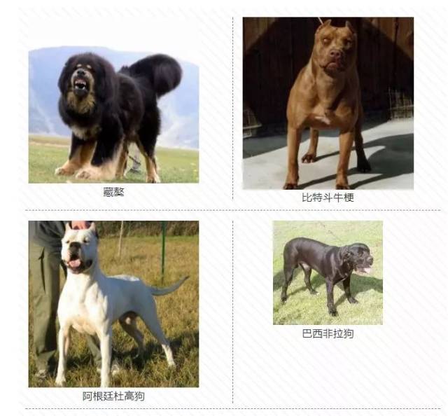 这28种烈性犬不能养!