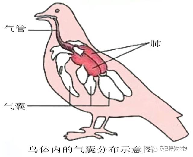 脊椎动物  鸟类 主要特征: ①有喙无牙齿; ②被覆羽毛; ③前肢变成翼