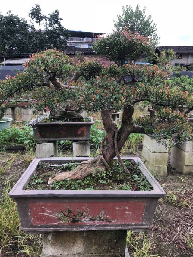 到老农的盆景基地欣赏雀舌刺楠盆景,每一盆桩头都是几