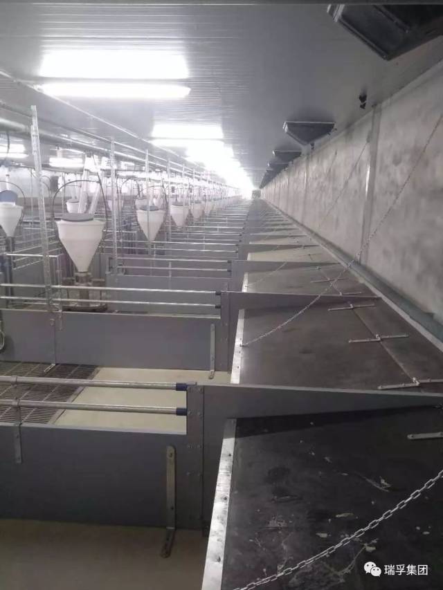 保育舍,每单元存栏1400头保育猪,地暖加热配合暖气片加热,双料线