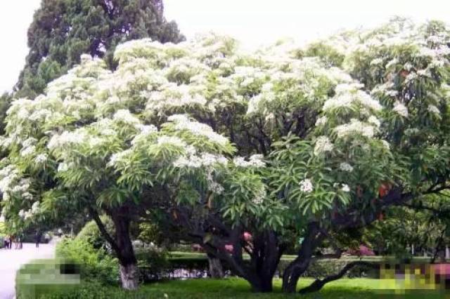 花木草堂 | 椤木石楠花香味难闻?看完也许你会爱上它