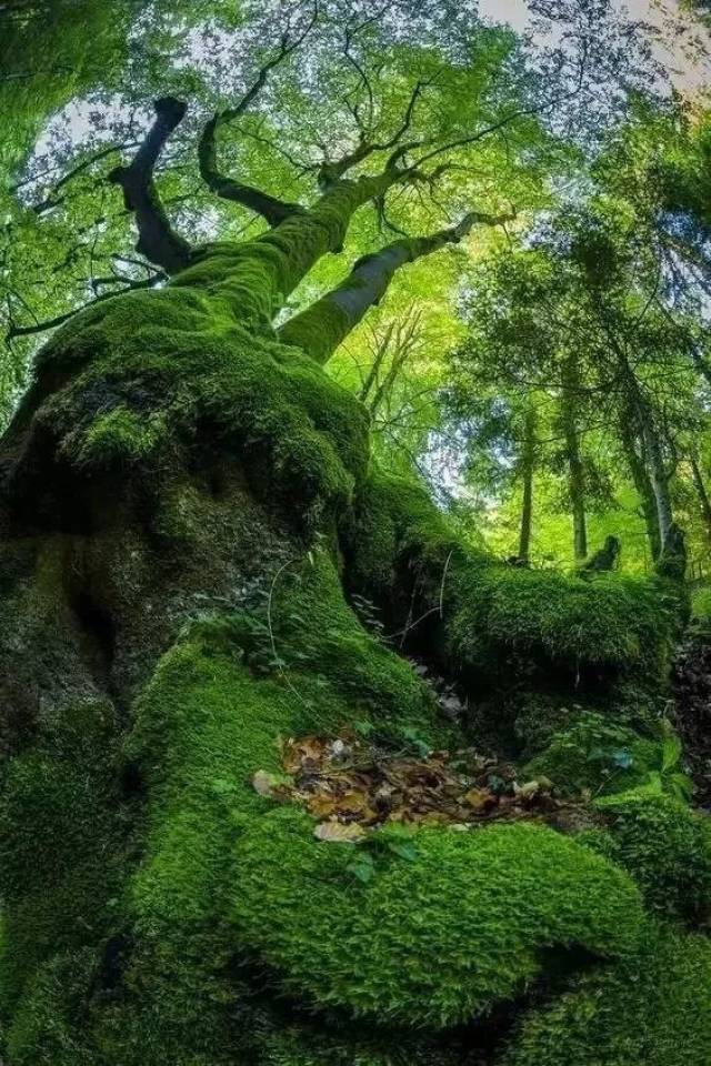 青苔落叶秋天独有的美怎能不拍