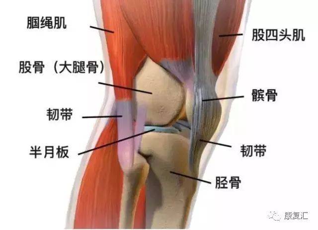 比如,步行锻炼的过程中,大腿前侧的股四头肌负责保证髌骨的稳定.