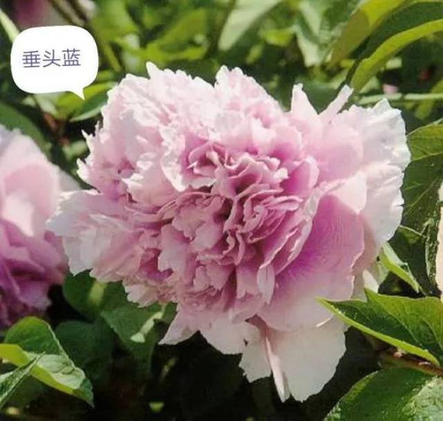 【每日一花】垂头蓝牡丹:花朵大,垂在叶下!