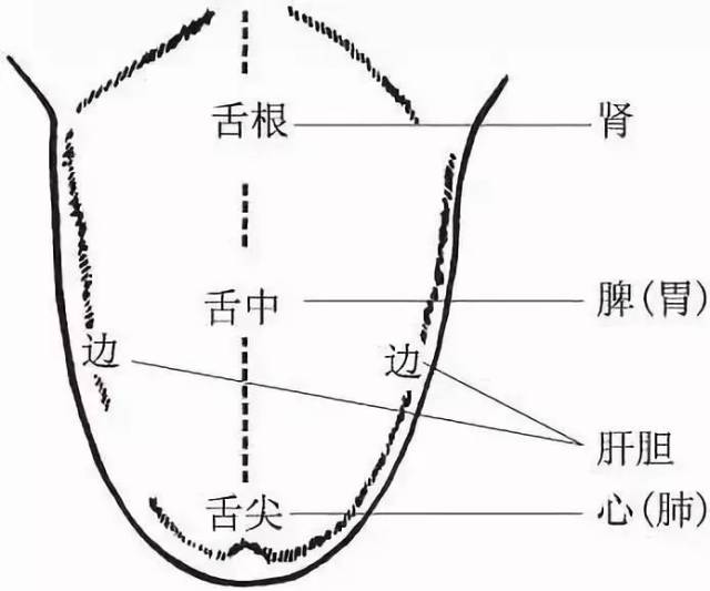 食物酸甜苦辣咸 还能直接表现出 体内健康状态的好与坏 舌两边属肝,胆