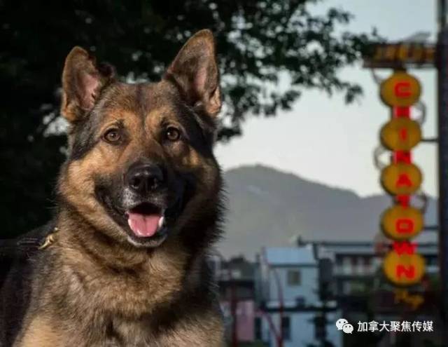 温哥华警犬日历出炉!帅的过分!是在拍电影吗?