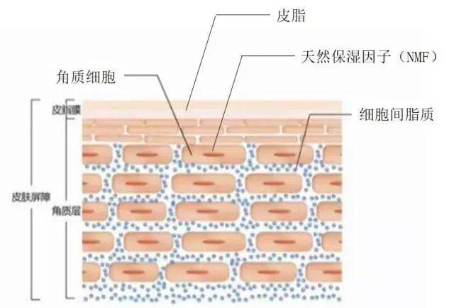 干皮缺水主要是因为, 油脂分泌过少,皮脂膜被破坏,天然保湿因子减少