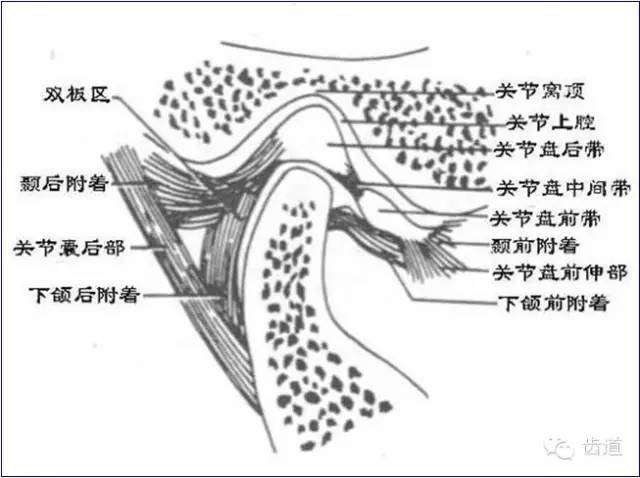 血管和神经 关节盘 关节面——关节窝,关节结节和髁突 关节囊——纤维