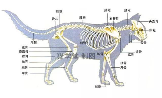 繁育人必修课:猫的骨骼结构图_手机搜狐网