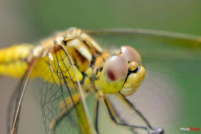 点光源下的细节,注意看蜻蜓复眼上的点状高光,以及翅膀上的高光.