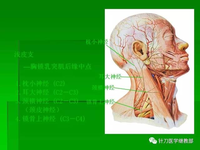 颈肌肉及颈脊神经的功能解剖