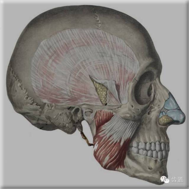 开闭口运动 前后运动 侧向运动 开闭口运动 第二部分 颞下颌关节紊乱