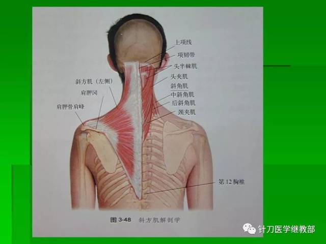 颈肌肉及颈脊神经的功能解剖