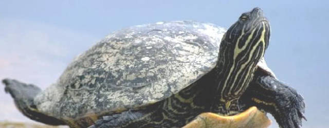 人们为什么不能活得更久,但乌龟可以活得更久