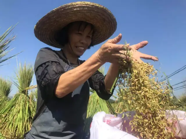 蔚蓝的天空,金黄的稻田,勤劳的农民 构成了清新最美丽的秋日风景