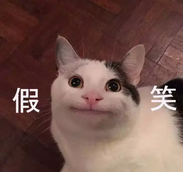 【粉丝节倒计时】寻找职业假笑猫!真有这样的猫吗你不