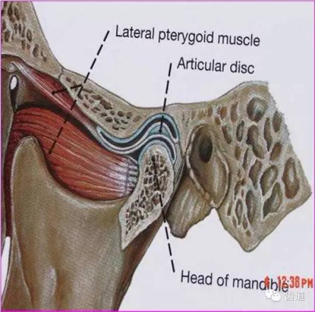 髁状突 软组织 1.关节盘 2.关节囊 3.关节韧带 4.