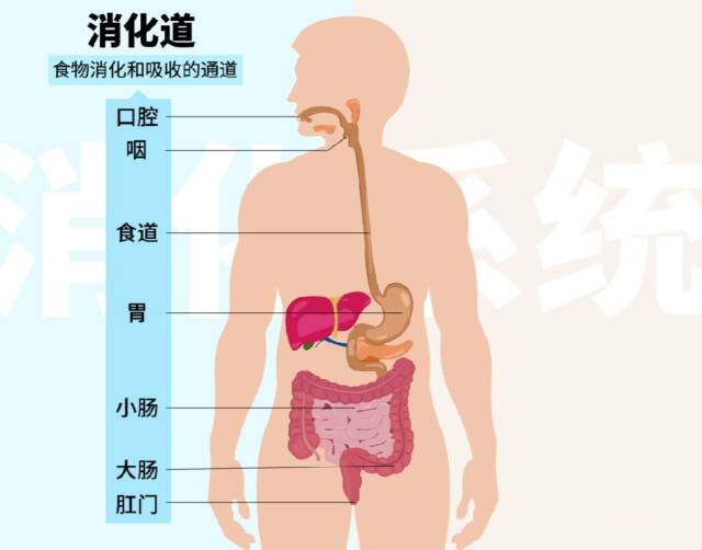 【生物大师】人体的消化系统——美食的归宿