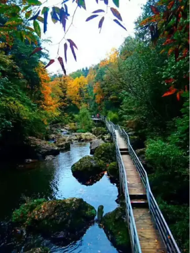 公园以森林植物多样性和水景为主,是集生态观光,旅游度假,生态游乐