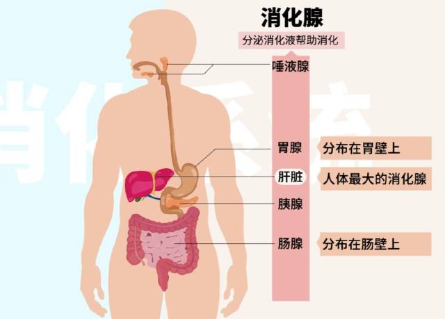 【生物大师】人体的消化系统——美食的归宿