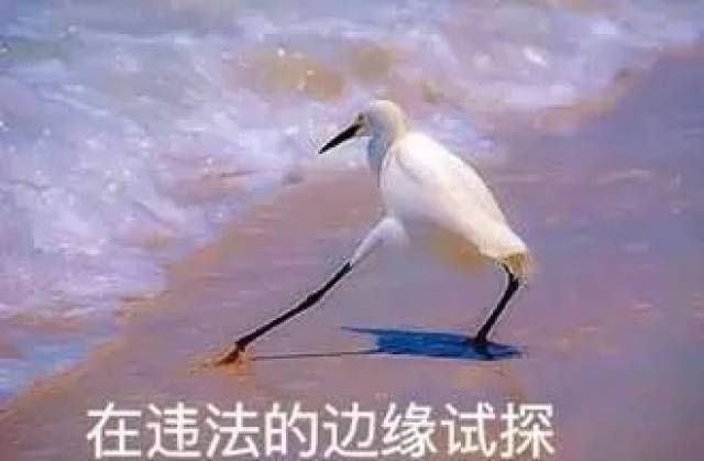 安排上了？skr？大猪蹄子？今年那么多奇奇怪怪多流行语中都有哪