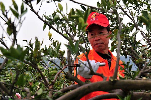 衰老期的柑橘树该怎么修剪?修剪得好,可以让柑橘复壮继续丰产
