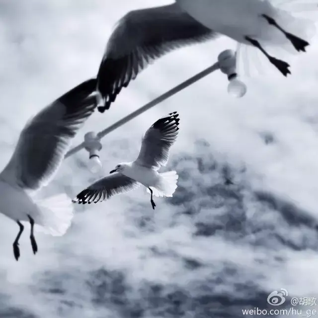 胡歌:我拍照就是为了泡妞!看看他拍的照片怎么样