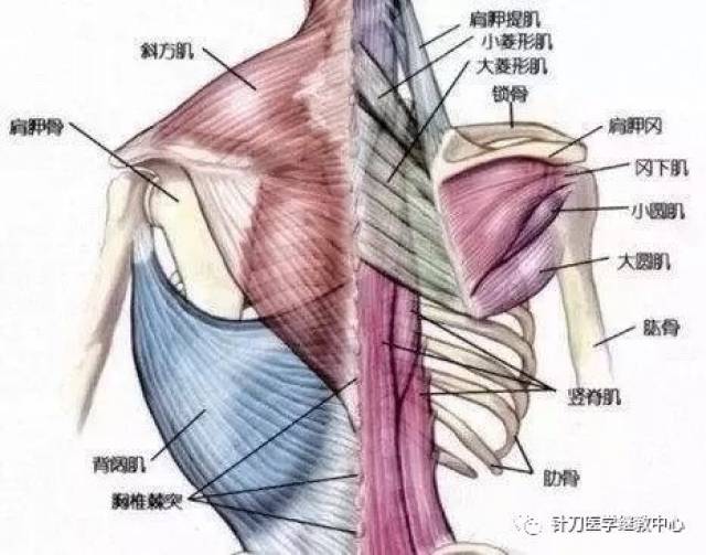 上背部和上臂"疼痛的肌肉可分为四组:斜角肌,肩胛骨悬肌,肩袖肌群