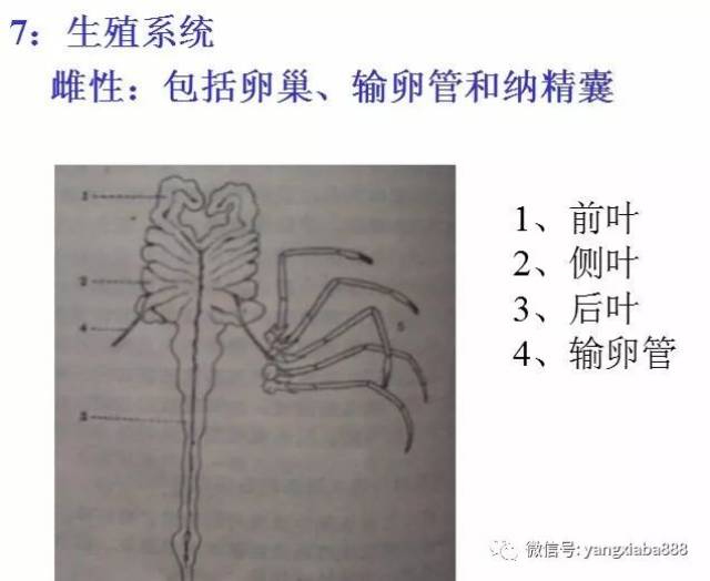 高清图解:对虾内部结构详解,很多养虾人还不了解.