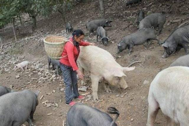 剩饭菜喂猪将被全面禁止，农民：倒了可惜
