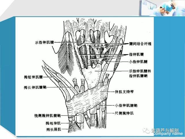手部肌腱解剖及功能