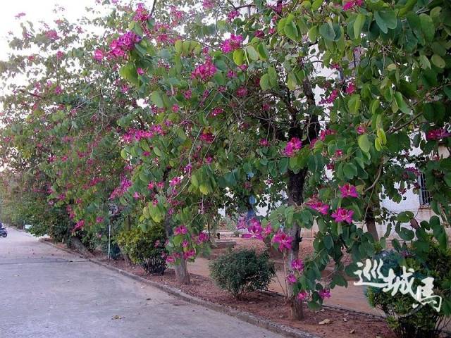 紫荆花是否再合适为湛江市市花?哪种花更适合?说出你的建议