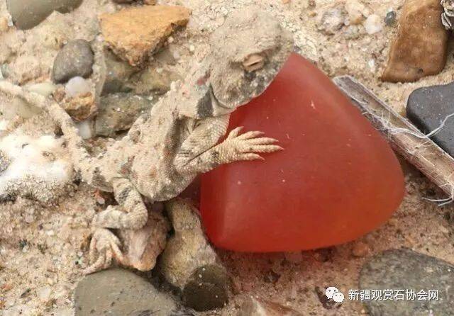 新疆阿勒泰北屯,杜热地区戈壁滩寻宝金丝玉,宝石光