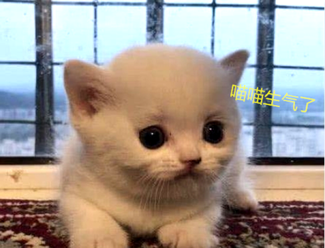 主人逗弄小奶猫,不小心惹怒它,奶凶的样子看得心都化了