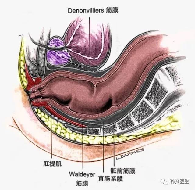 直肠系膜,直肠固有筋膜和denonvilliers筋膜