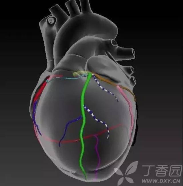 在前降支和回旋支夹角中发出的一支血管叫对角支(蓝白相间色),也叫第